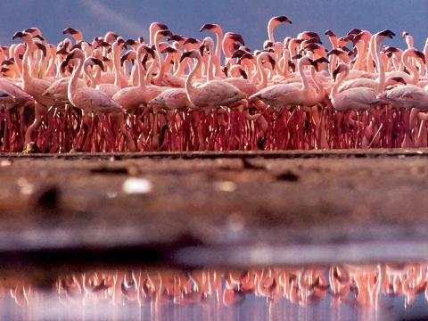 pink-flamingos2