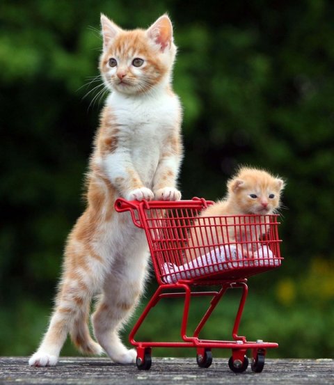 Feature Rates Apply NOT FOR USE ON GREETING CARDS, POSTCARDS, CALENDARS OR ANY MERCHANDISING WORLDWIDE WITHOUT CLEARANCE BY RICHARD AUSTIN Mandatory Credit: Photo by Richard Austin/Rex/REX USA (1066230a) Chesney pushes 'step-brother' Joey around in a mini shopping trolley 8-week-old kitten pushes 2-week-old kitten around in a toy shopping trolley, Exeter, Devon, Britain - 12 Jul 2012 He aint heavy, he's my step-brother ... Poor little kitten Joey was only a few weeks old when his mother was killed while crossing a road near Exeter in Devon. Happily for Joey he was successfully introduced to a new mum after being taken to the Axhayes cat adoption centre. However, his new mother already has three kittens of her own, which are 6-weeks older than Joey and three times as big. But, despite the differences in size and age, Joey has been welcomed into the feline family and now has big brother Chesney to lend him a helping paw. Both Joey and Chesney are currently shopping around for a new home, though Joey will have to wait a few weeks before he is old enough to leave his new mum.