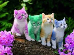 coloured cats